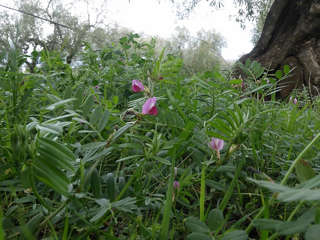 Terreno fertilizzato dalla natura